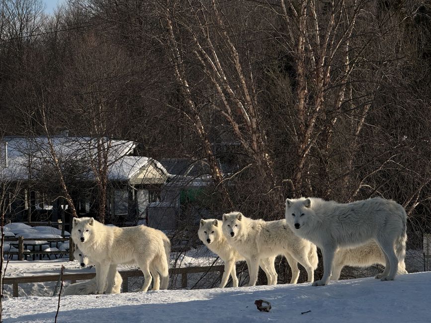 Four Arctic wolves exploring a snowy landscape in Toronto, showcasing winter wilderness.